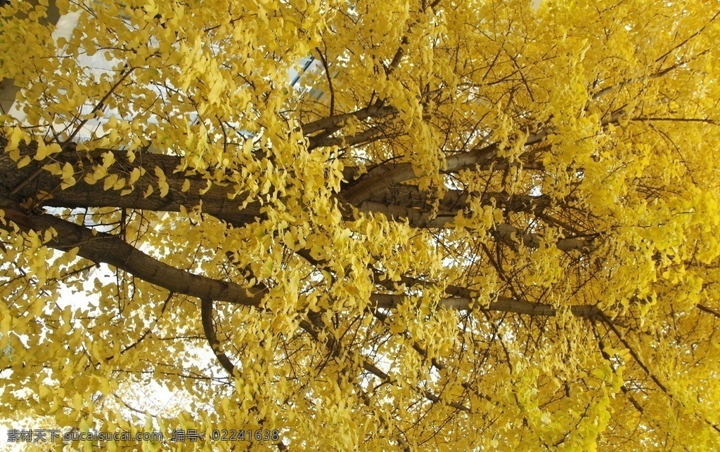 银杏图片 植物 叶子金色 银杏 金黄 冬天 自然景观 自然风景