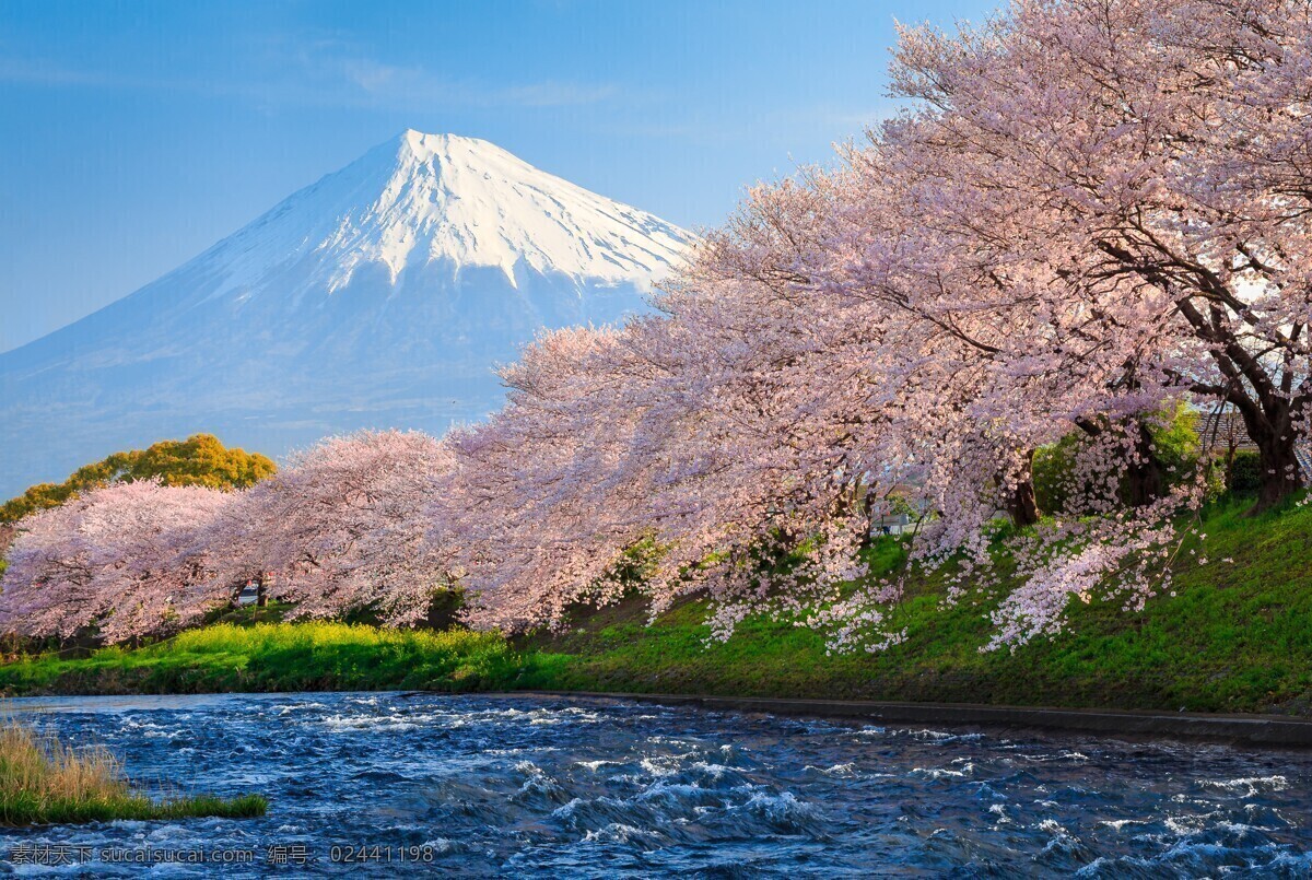 日本樱花图片 大岛樱 日本晚樱 樱花 樱花树 日本樱花 日本 旅游摄影