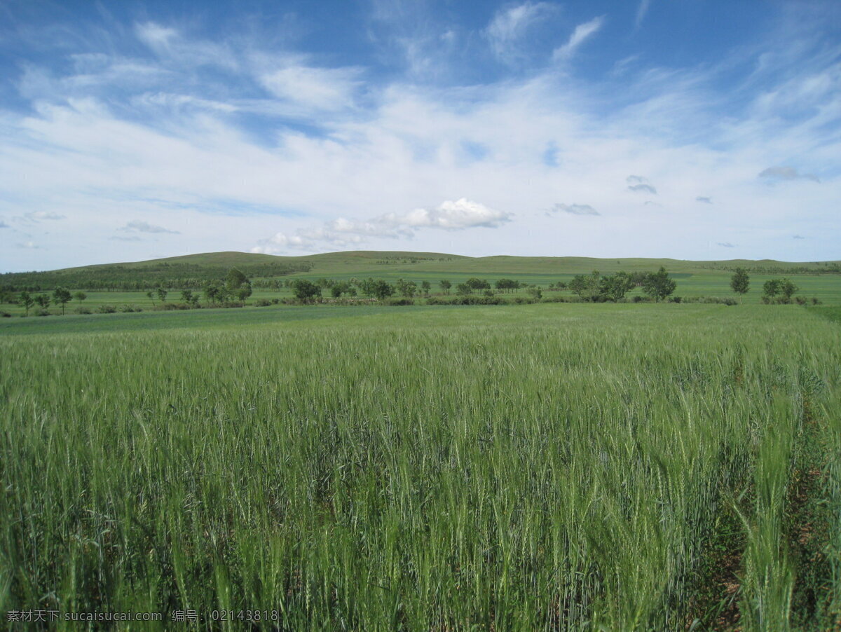 麦子地 绿油油 蓝天 白云 小麦 坝上 张家口 庄家 自然风景 自然景观