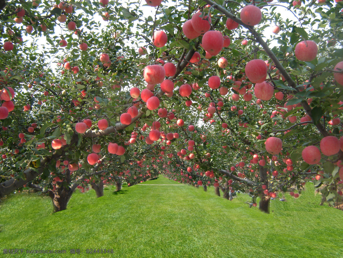苹果园 苹果树 苹果 水果 果园 绿叶 叶子 草地 田园风光 自然景观 自然风景 绿色