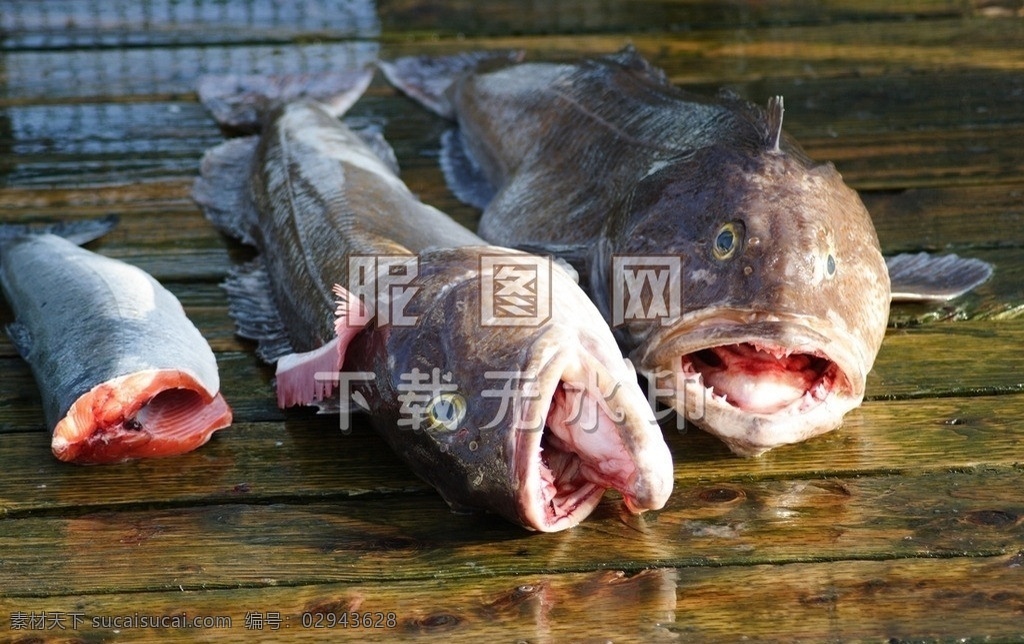 死鱼 菜市场 动物鱼渔 鲶鱼 海鱼 鲜鱼 水产 水底 动物 海中的鱼 海底世界 水生 生物世界 物种 鱼类 海鲜 海底 海产 水生动物 海洋生物