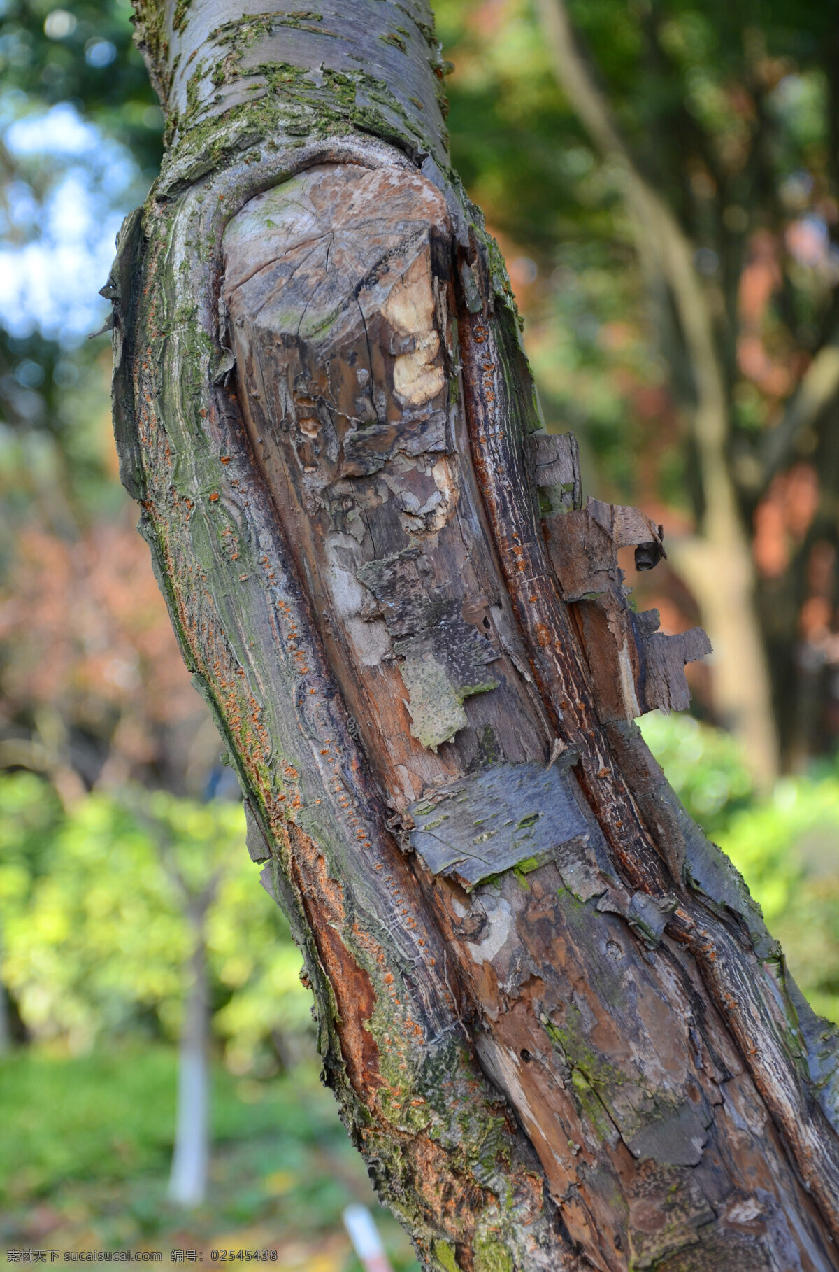 树木皮肤 斑驳肌理 岁月痕迹 切口伤疤 树干纹理 树干 生物世界 树木树叶