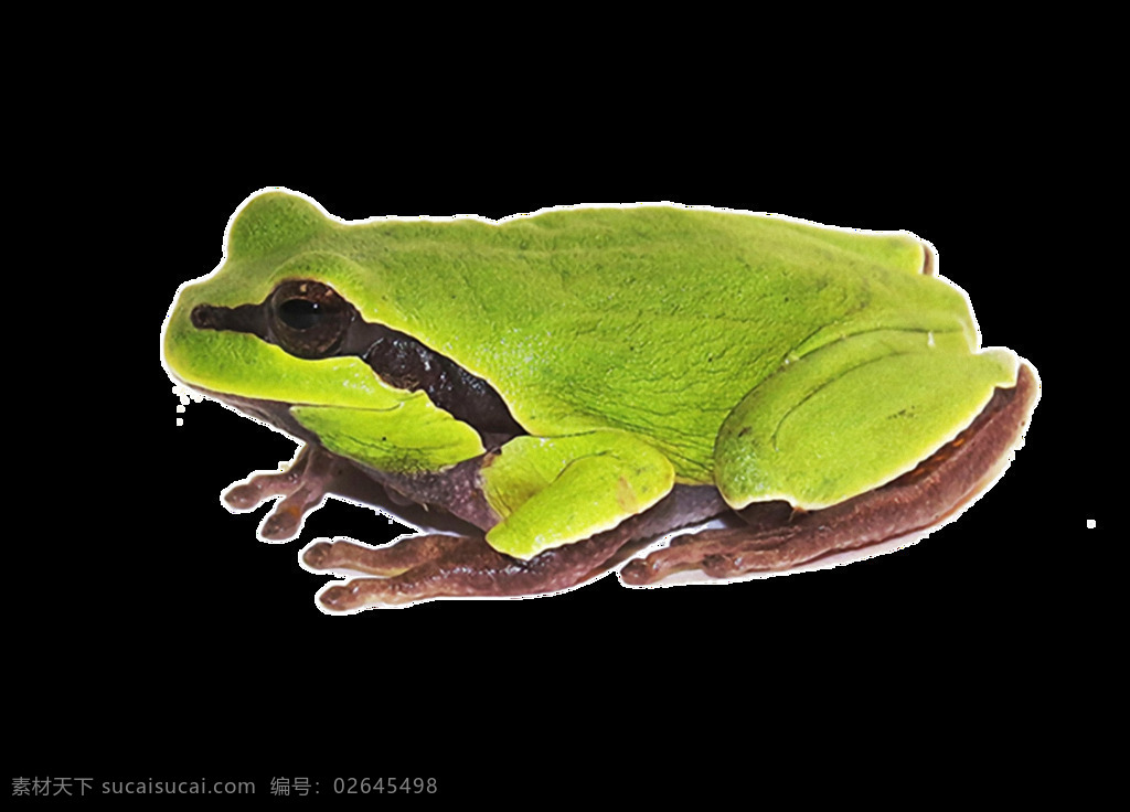 草绿色 青蛙 免 抠 透明 绿色青蛙图片 漂亮 青蛙元素 青蛙广告图 青蛙素材 蛙类动物