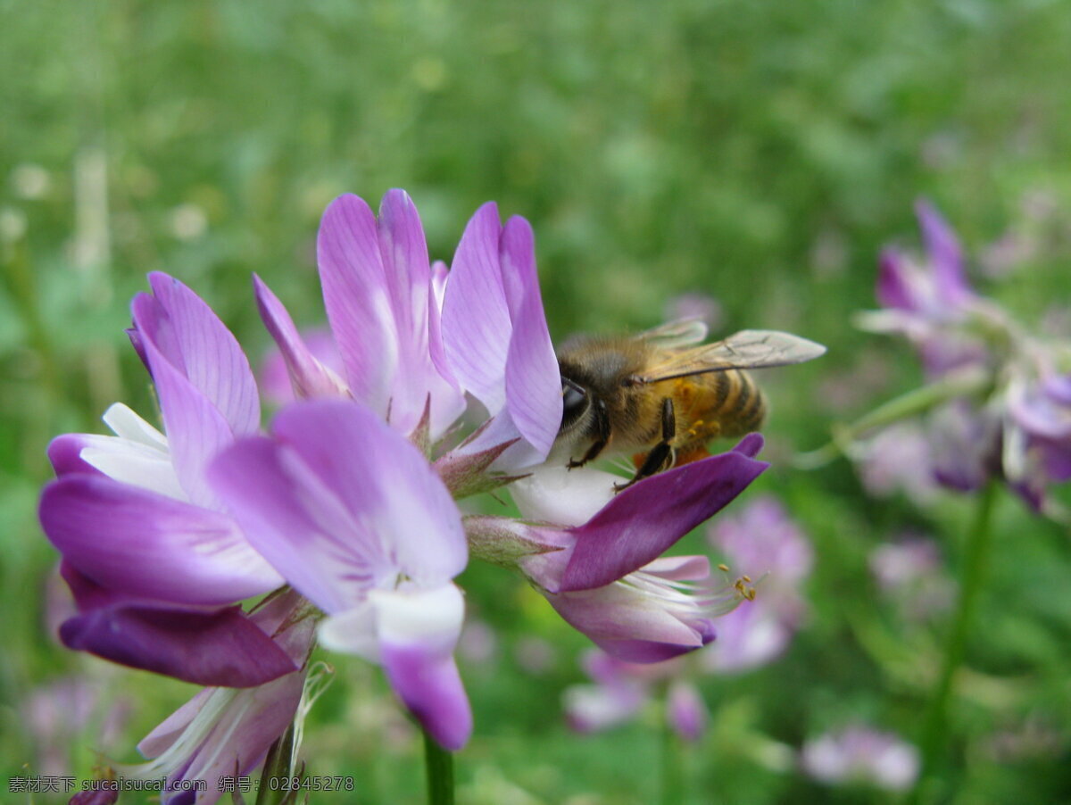 蜜蜂 采花 昆虫 蜜蜂采蜜 生物世界 蜜蜂采花 蜜蜂微距 蜜蜂摄影