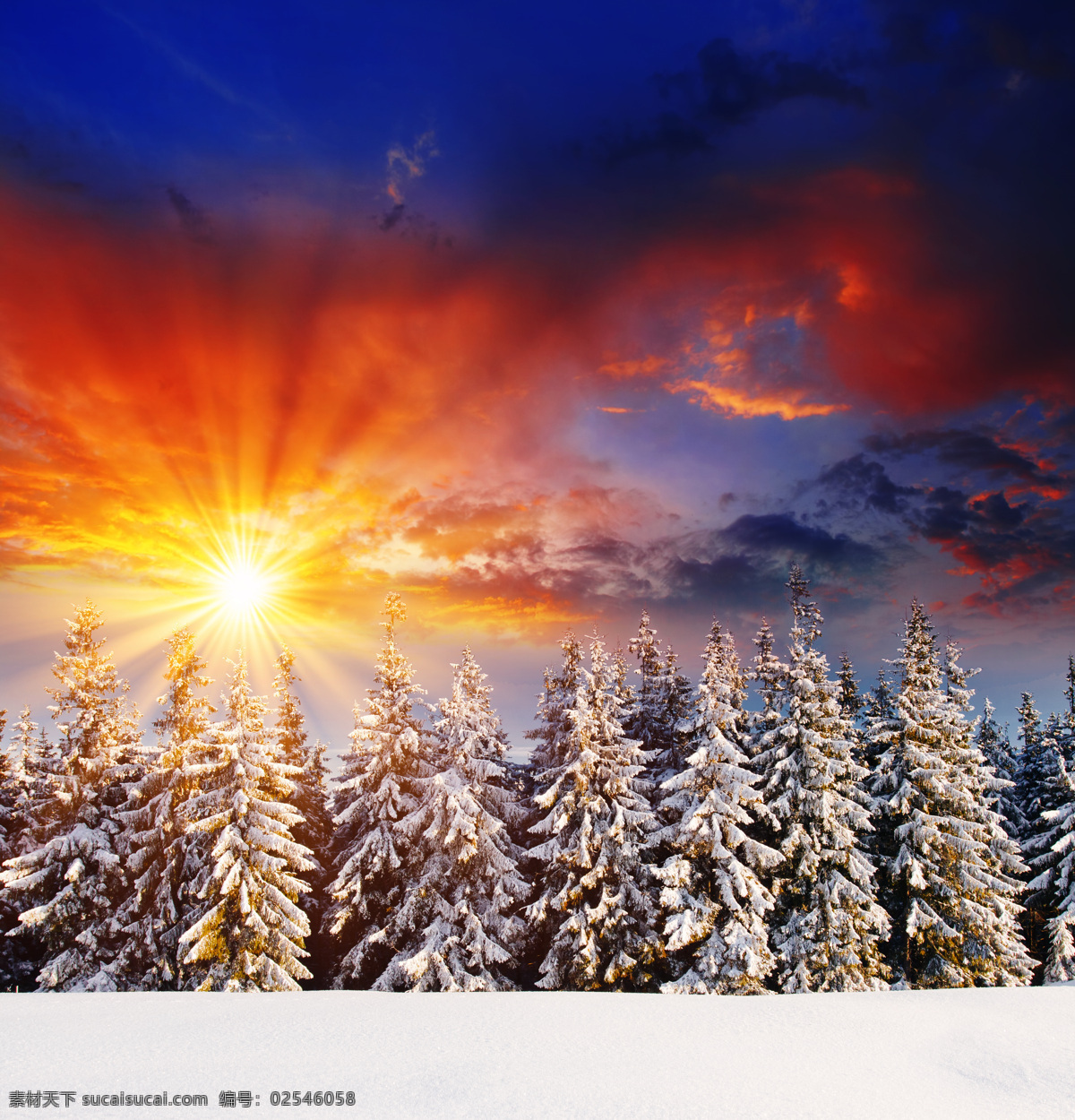 美丽 冬天 森林 雪景 黄昏美景 夕阳 冬天雪景 冬季风景 树林雪景 森林雪景 雪景图片 风景图片