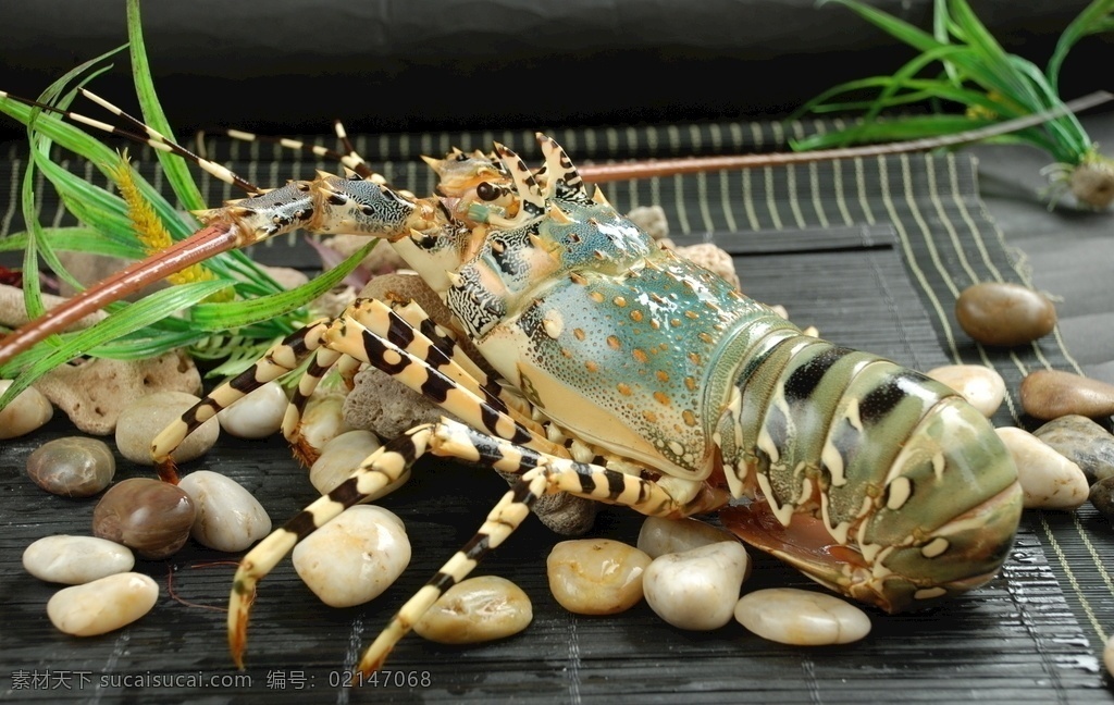 大龙虾 澳洲大龙虾 鳌虾 海鲜大餐 海鲜 大虾 高档食材 海产品 澳洲龙虾 传统美食 餐饮美食 餐饮食材图片