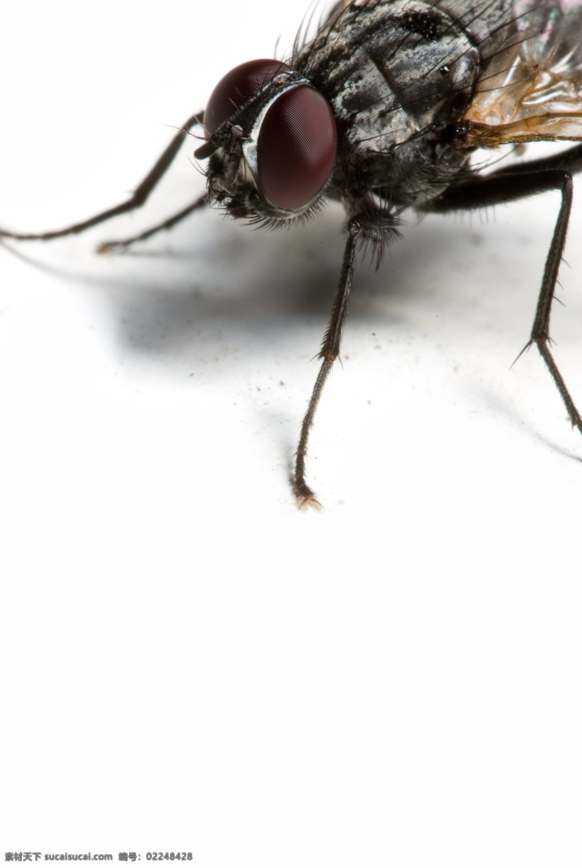 苍蝇 特写 昆虫 生物世界 微距 苍蝇特写 害虫 触角
