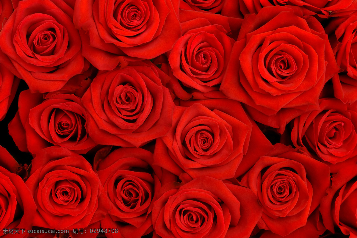 红色 玫瑰花 背景图片 鲜花 花卉 花朵 花草 植物
