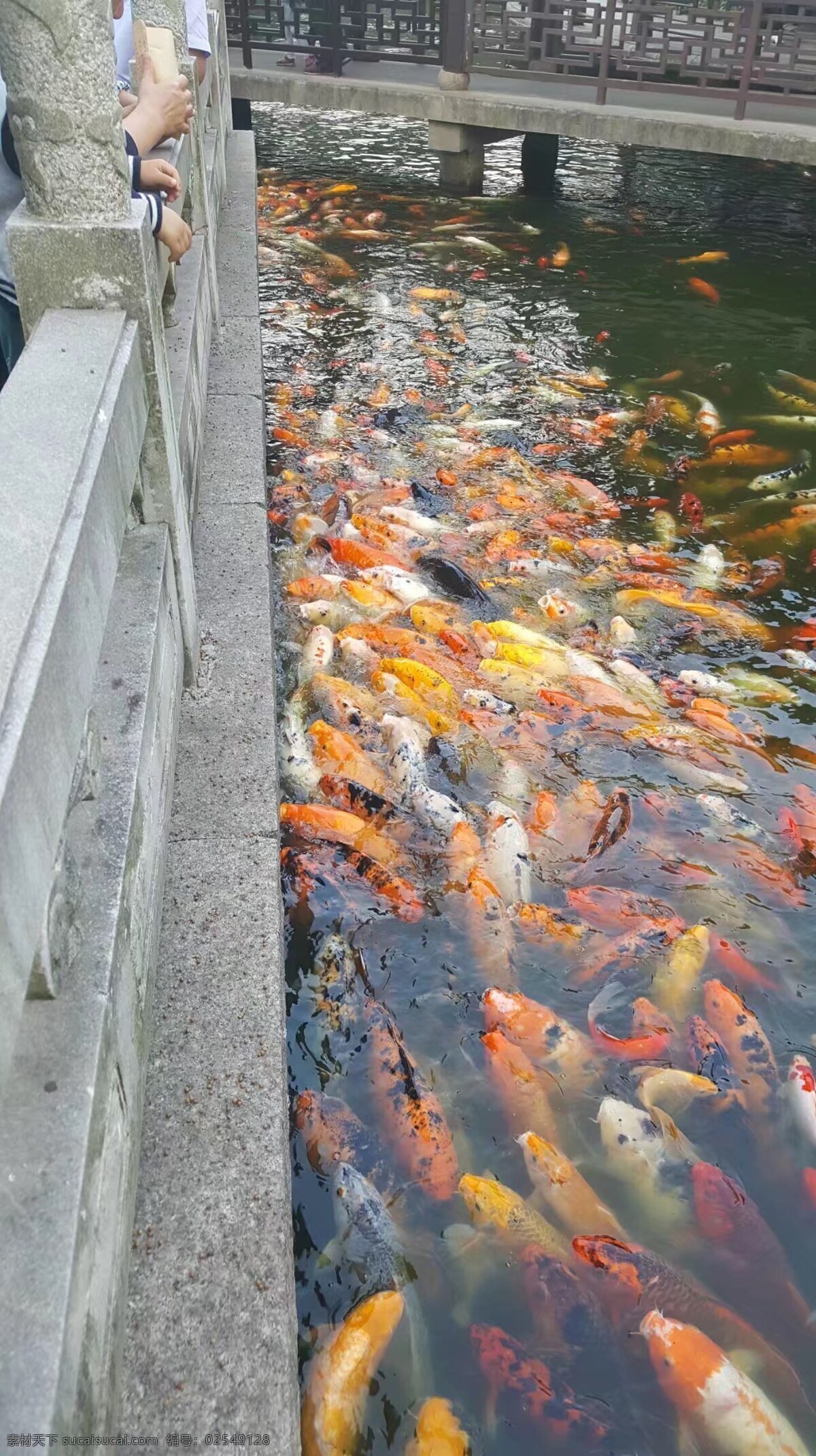 锦鲤鱼 水 湖 鱼类 鱼 锦鲤 水中的金鱼 动物 鲤鱼 金鱼 红色鱼 野生动物 鱼塘 观赏鱼 旅游摄影 摄影图 自然景观 自然风景
