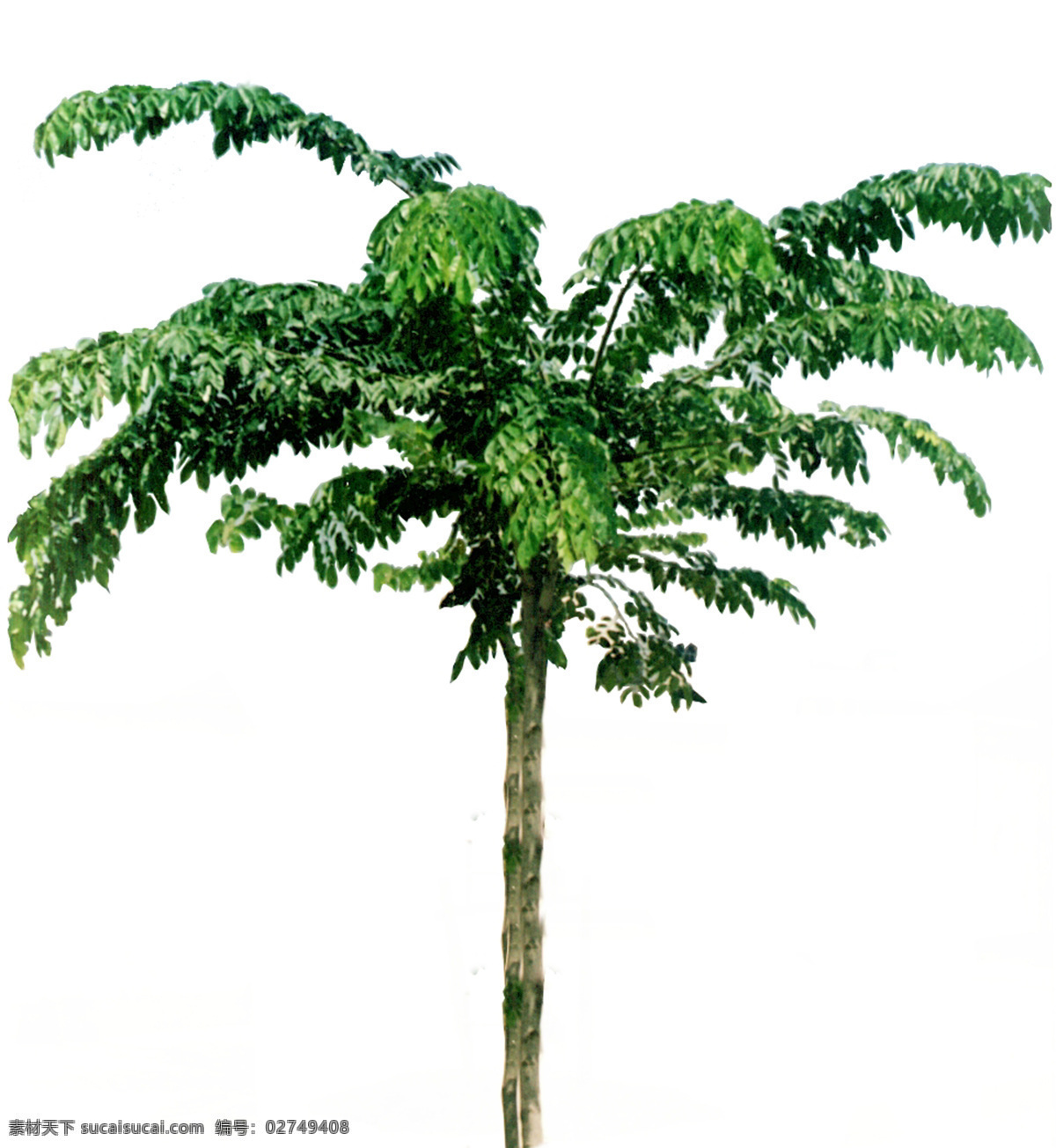 棕榈 椰树 植物 园林植物 棕榈椰树 配景素材 园林 建筑装饰 设计素材 3d模型素材 室内场景模型