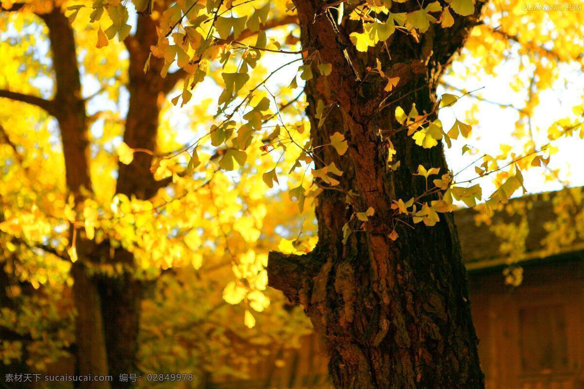 落叶 秋景 秋天 暖色 和谐 自然 生物世界 树木树叶