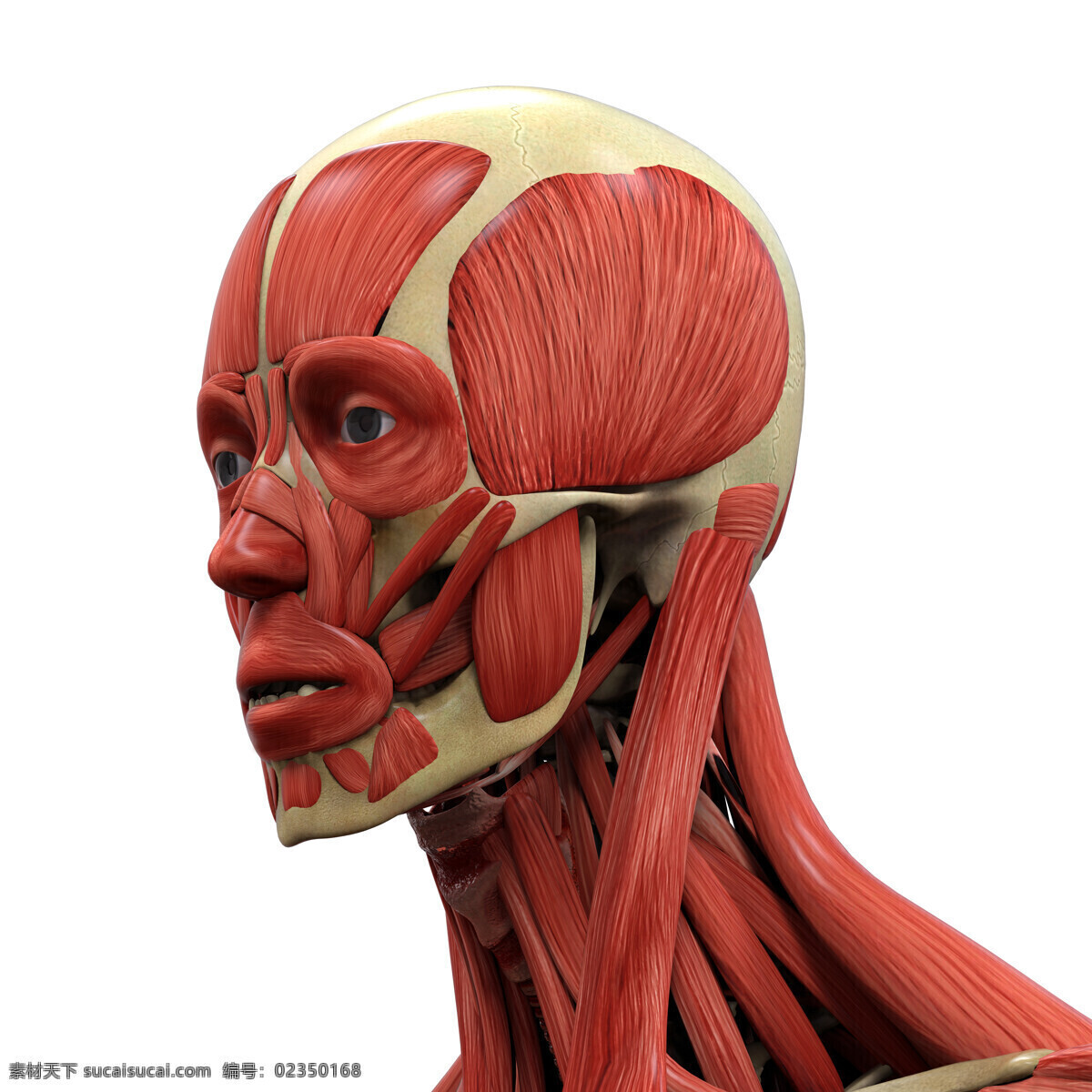 男性 头部 肌肉 组织 头部肌肉 人体 人体肌肉器官 肌肉结构 人体解剖学 医疗护理 现代科技