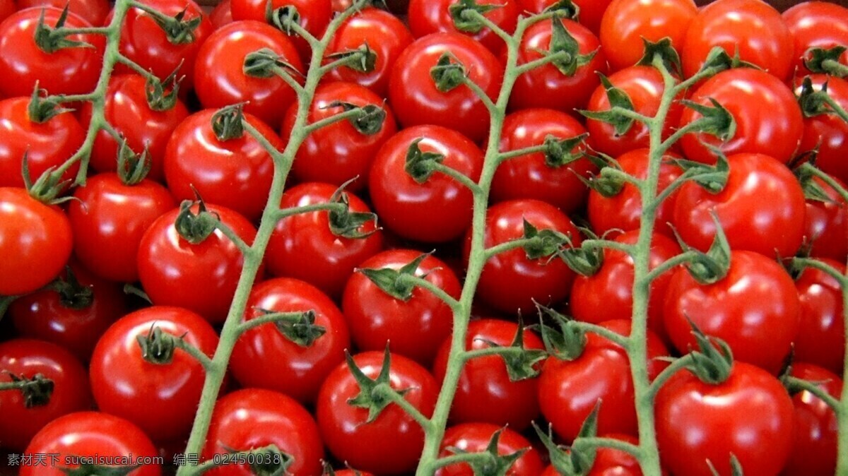 小西红柿 圣女果 小番茄 番茄 新鲜 西红柿 红色 水果 红色果实 果子 新鲜水果 浆果 健康 营养 食物 食品 果蔬 蔬菜 生物世界