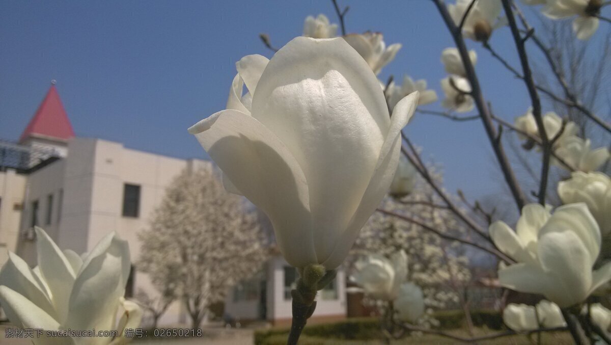 白玉兰 春天 花草 花朵 晴天 生物世界 盛开 psd源文件