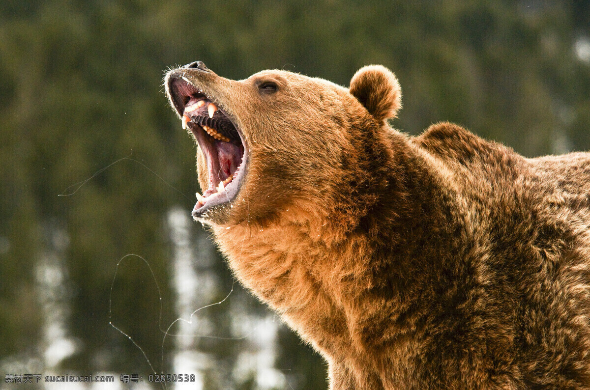 张大 嘴 狗熊 动物 陆地动物 野生动物 动物世界 动物摄影 生物世界