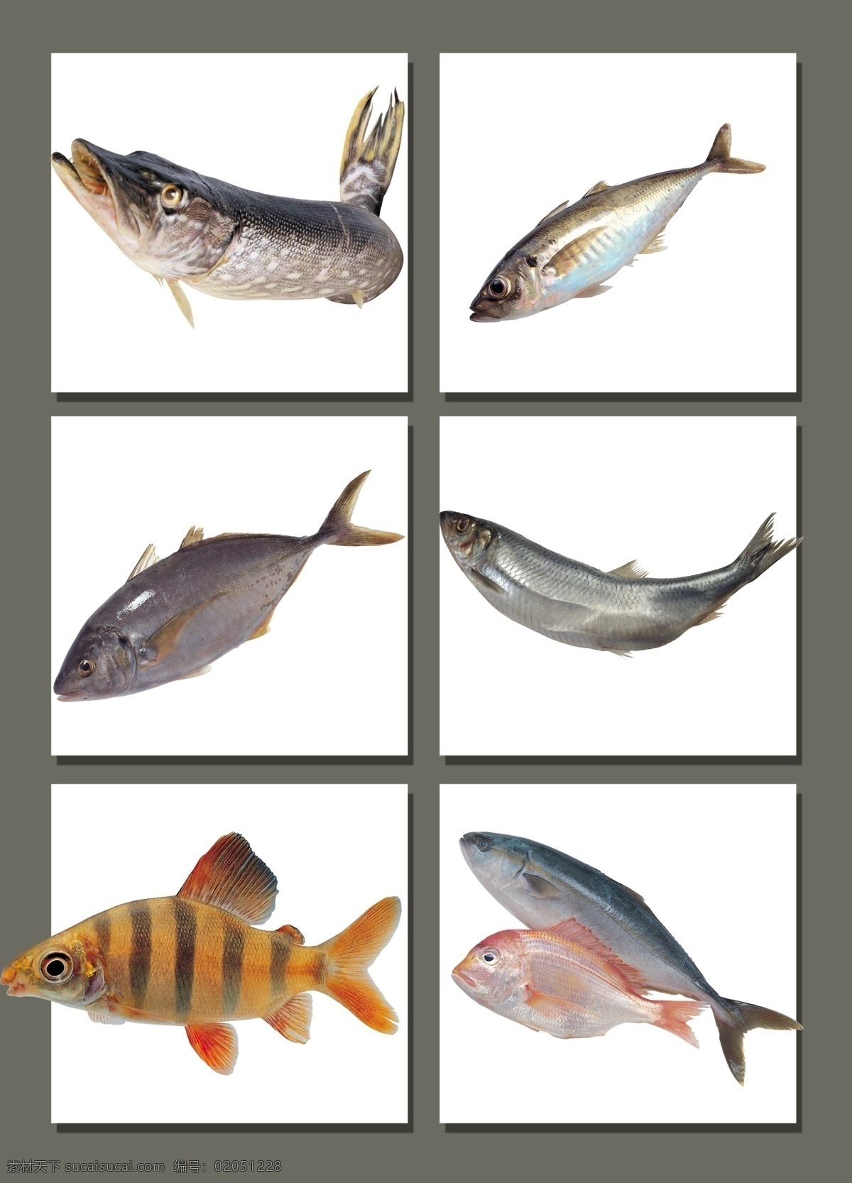 鱼素材 鱼 野生鱼 鱼肉 咸鱼 鲜鱼 生态鱼 png素材 生物世界 鱼类