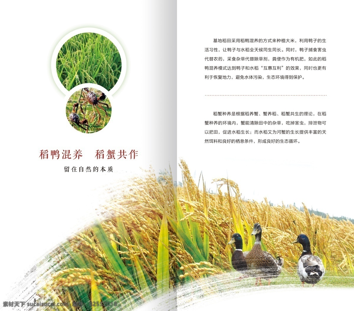 画册内页 画册 板式 内页 大气 企业样本 整体设计 绿色 水稻 大米 画册设计