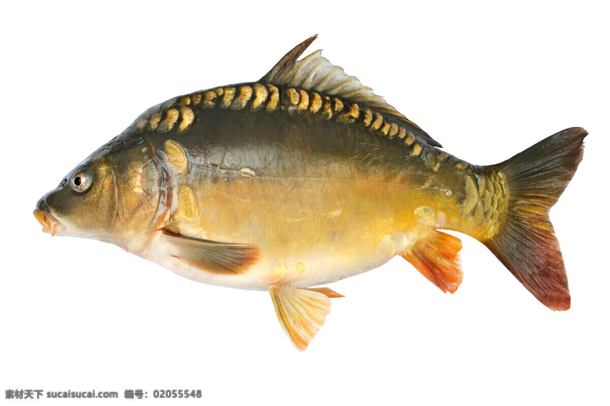 条 鱼 美食 水中生物 鱼摄影 海鲜 野生动物 食材原料 生物世界