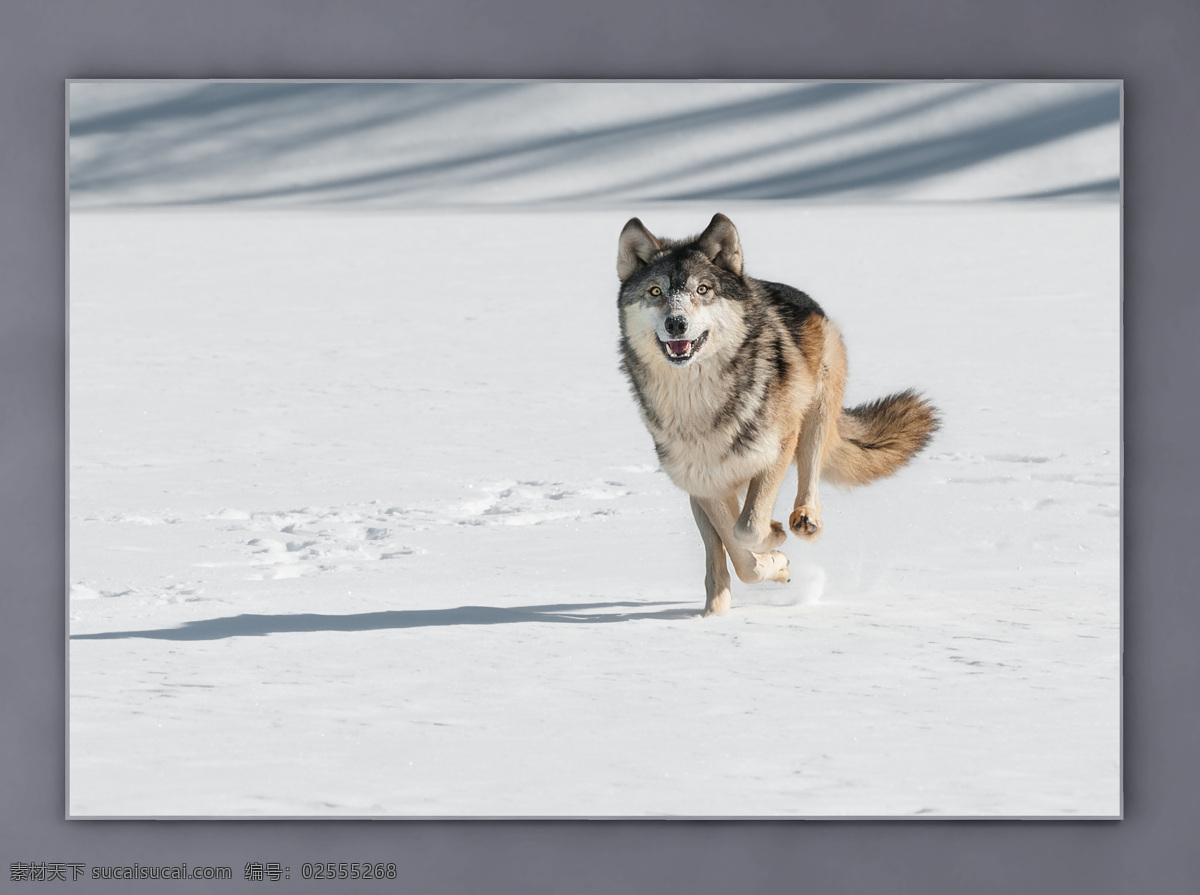 灰狼 大灰狼 挂画 海报 动物 野生动物 野狼 生物 狼背景 狼摄影 摄影动物狼