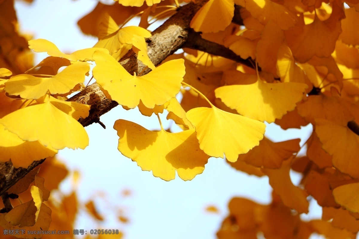 秋 银杏 叶子 秋叶 金黄 金秋 美丽 树 生物世界 树木树叶