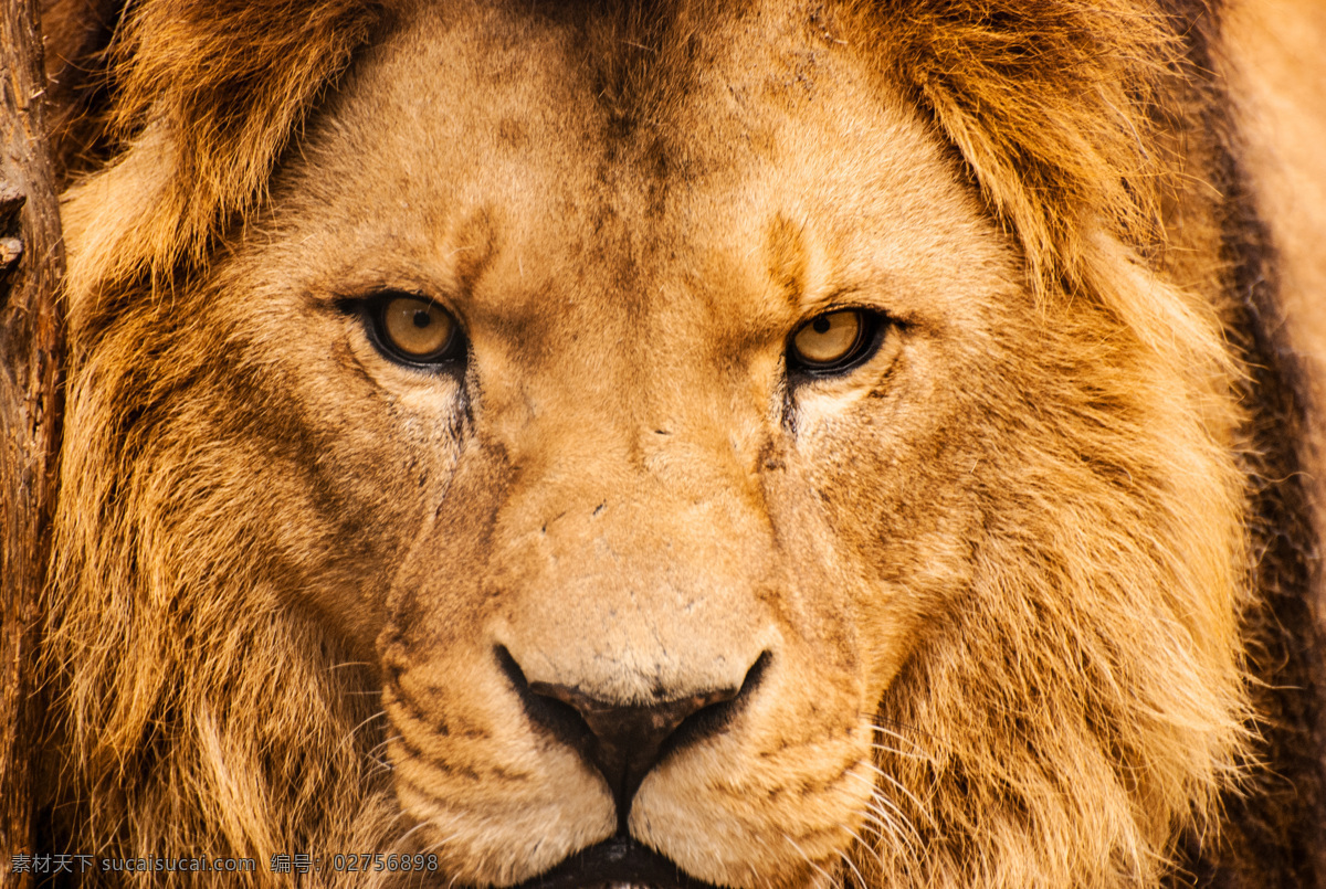 狮子 雄狮 狮子王 森林之王 lion 公狮子 野生动物 生物世界