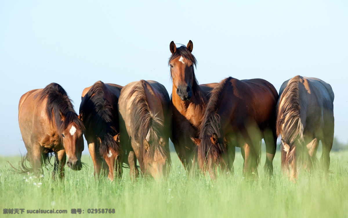 草原上的马匹 动物 动物世界 摄影图 马匹 骏马 草原 吃草 陆地动物 生物世界 黑色