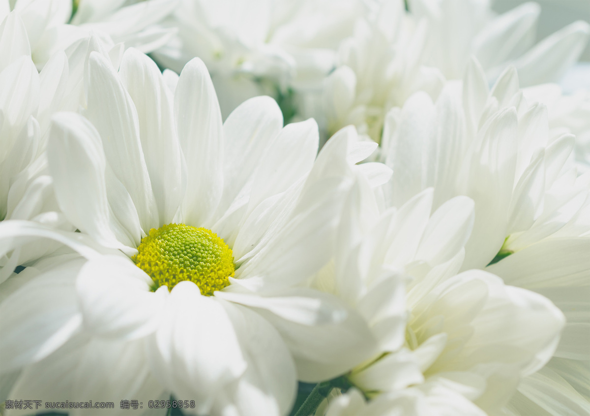 绿色植物 植物 花朵 花瓣 特写 花心 壁纸 白色花瓣 菊花 白色花朵