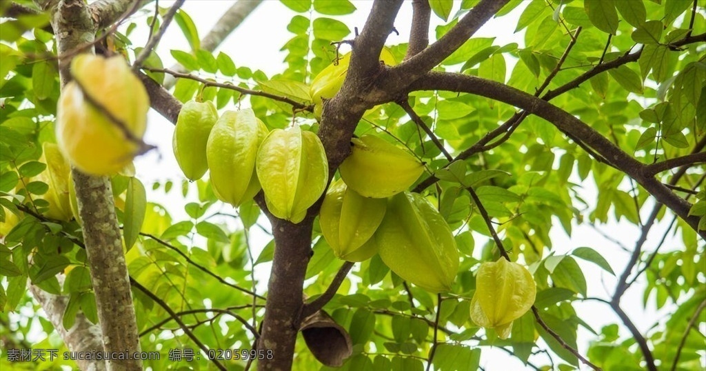 杨桃树 杨桃 热带水果 五角星水果 美味 营养 水果 生物世界