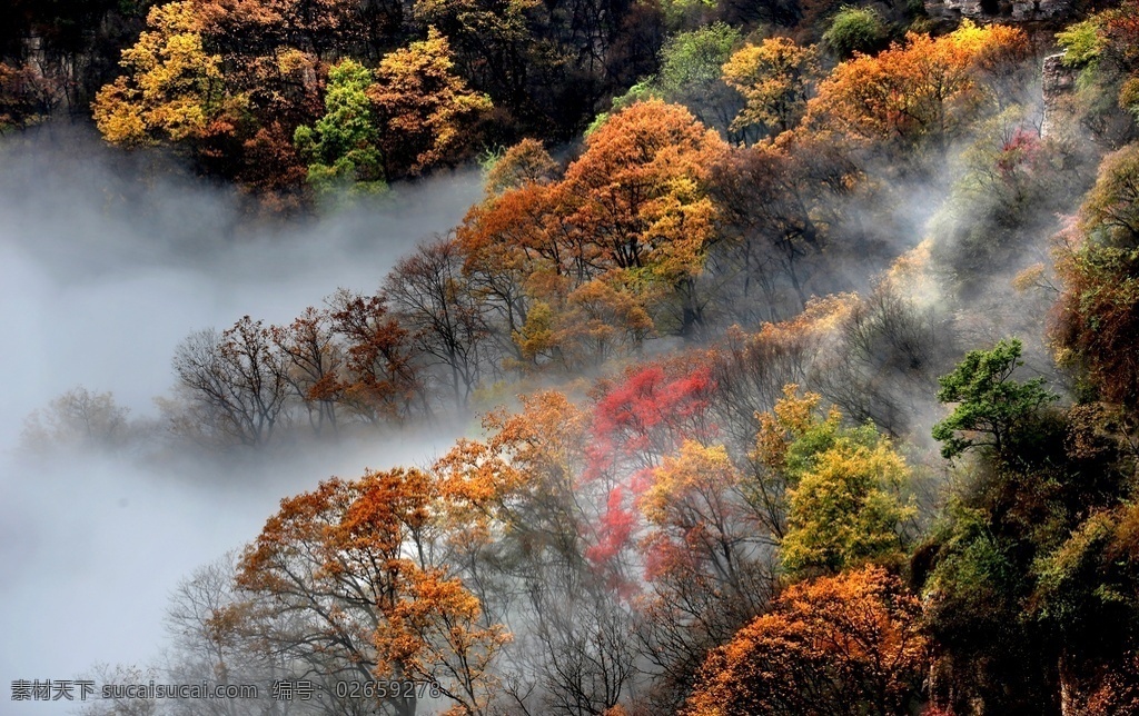 枫叶山林 枫叶 山林 气势磅礴 云雾缭绕 王屋山 山 梦幻 仙境 自然景观 山水风景