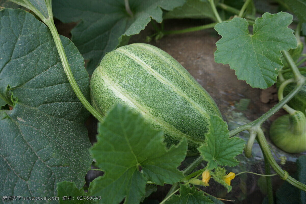 甜瓜产地 农业 农作物 甜瓜 甜瓜叶子 甜瓜花 生物世界 水果 绿色