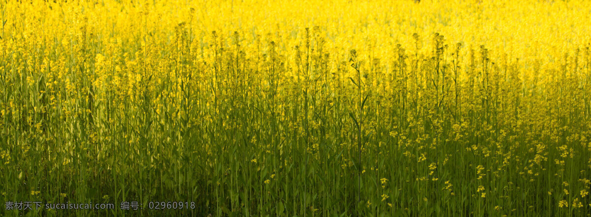 黄色 花朵 油菜花 背景 花海海报背景 春天花朵 油菜 油菜开花 花开 小黄花 黄色花朵 唯美花朵