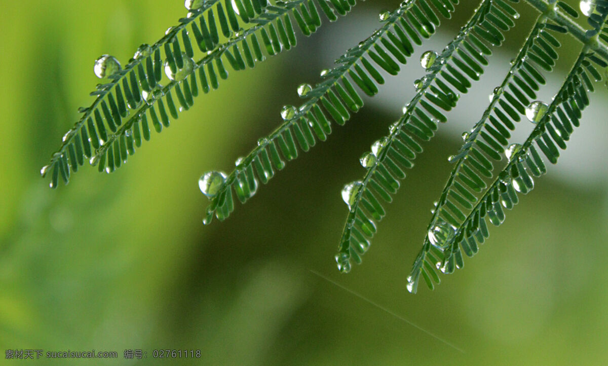 春天 春雨 露珠 绿色 绿叶 生物 生物世界 植物 树叶 叶子 树木树叶 psd源文件