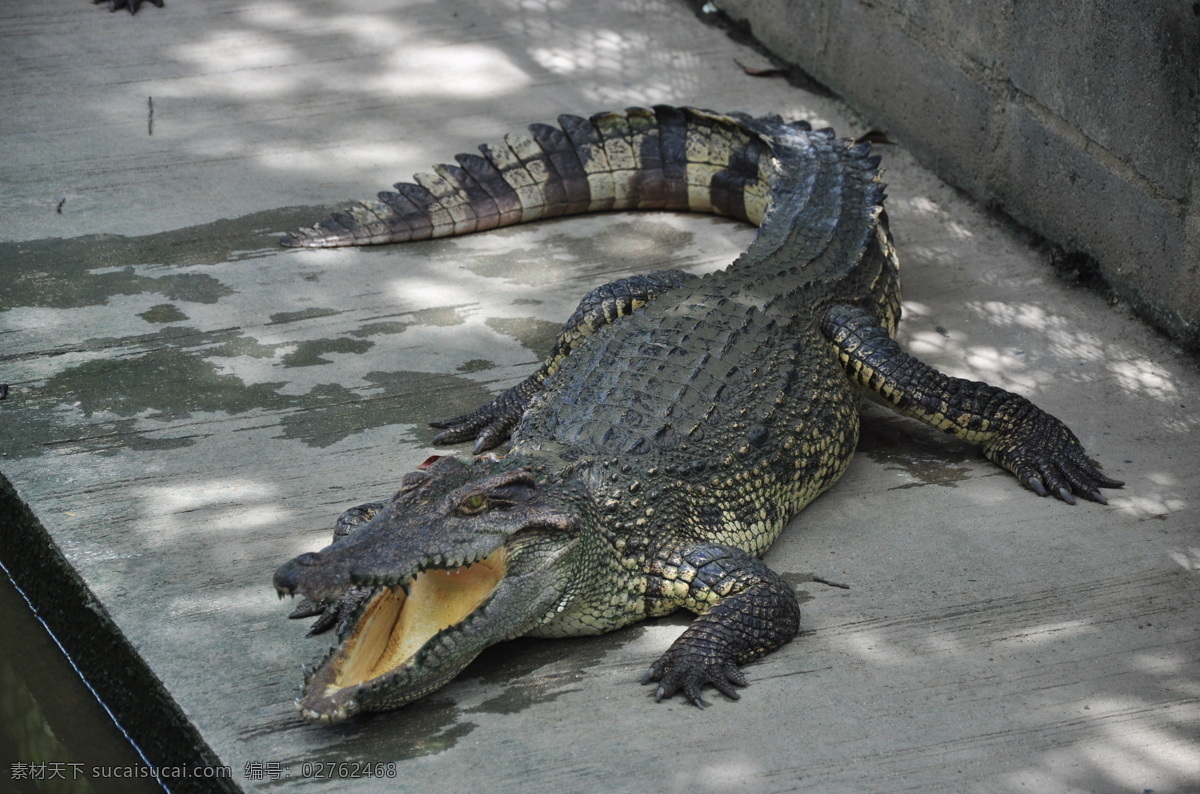 泰国鳄鱼 泰国 鳄鱼 表演 张嘴 国外风景 国外旅游 旅游摄影