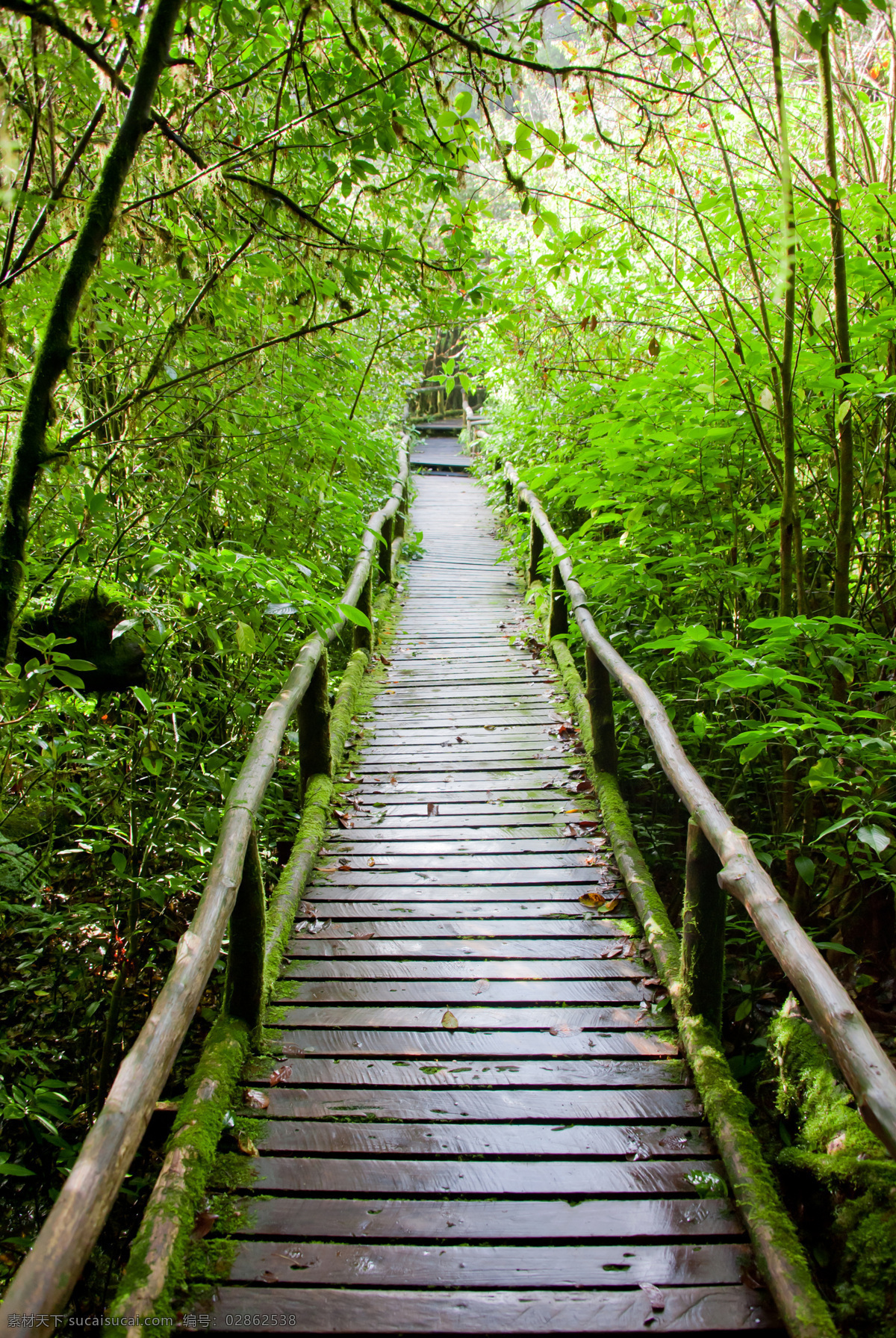 奥林匹克公园 小路 唯美 风景 风光 旅行 自然 秦皇岛 公园 树林 旅游摄影 国内旅游