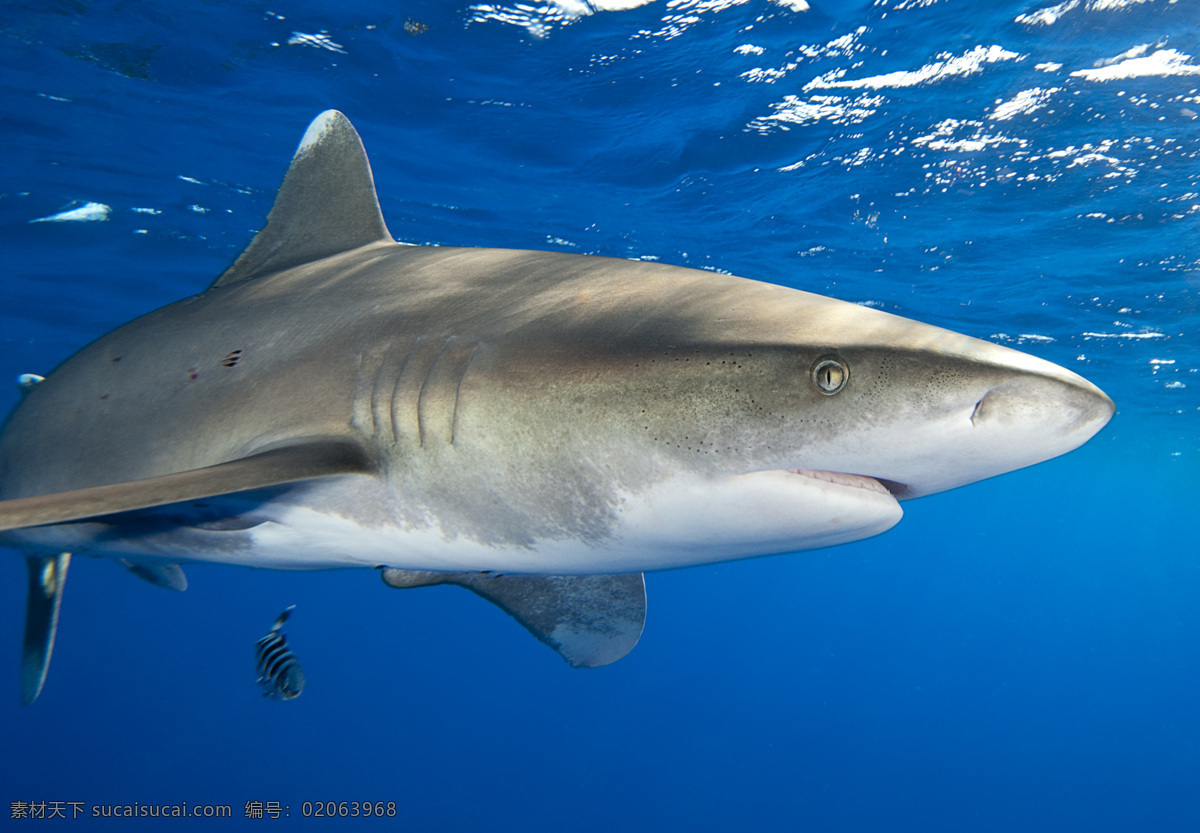 鲨鱼图片素材 鲨鱼 鱼 海洋生物 海洋 生物 生物世界