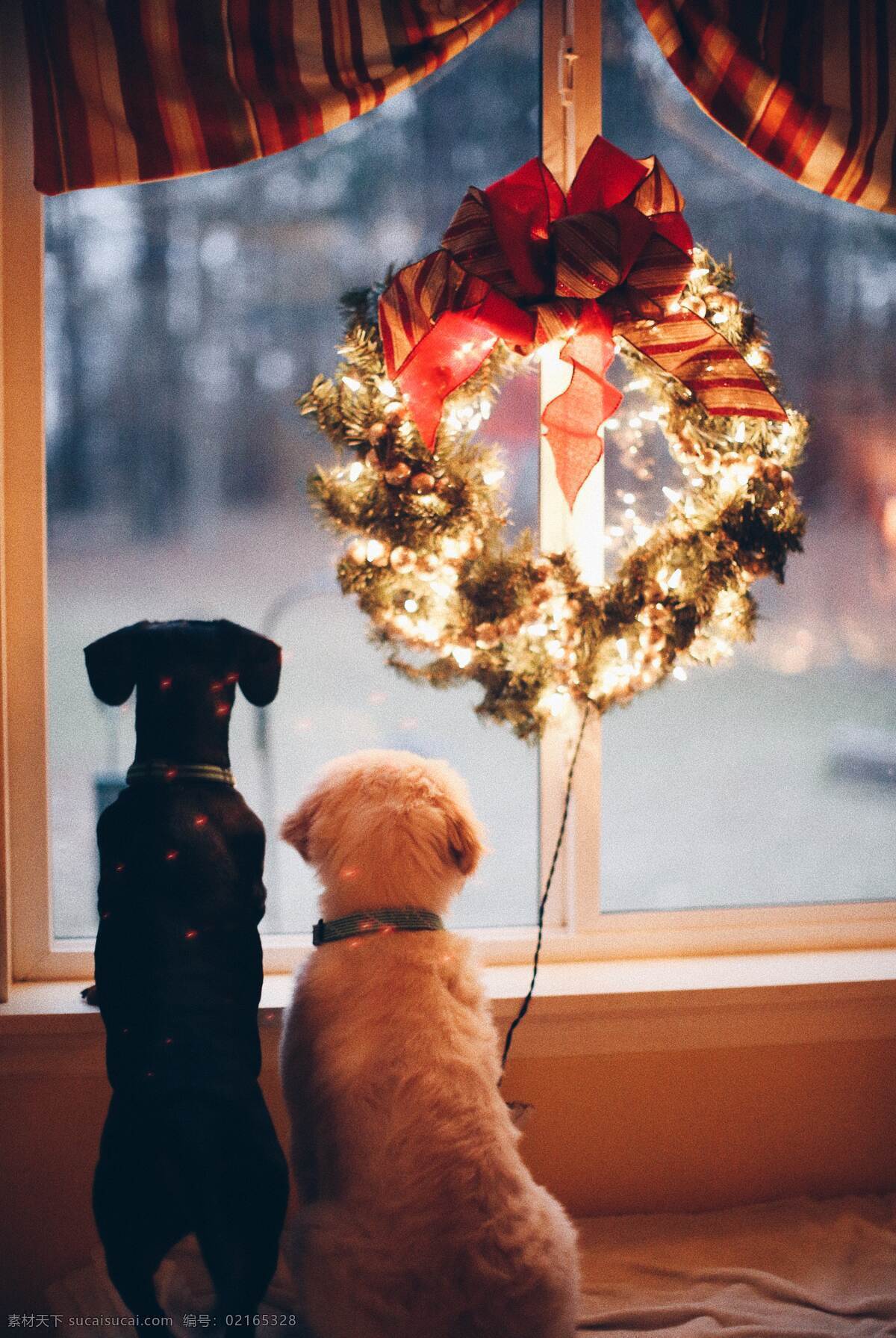圣诞节图片 圣诞节 圣诞节装饰 圣诞节元素 圣诞花环 狗狗与圣诞节 彩灯 冬天的节日 自然景观 人文景观