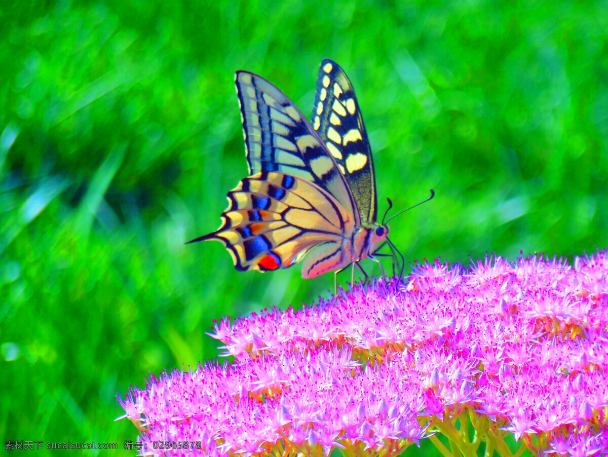 花蝴蝶 八宝景天 蝴蝶 绿色 花朵 绿色背景 粉色花朵 鲜花 昆虫 生物世界 动物世界