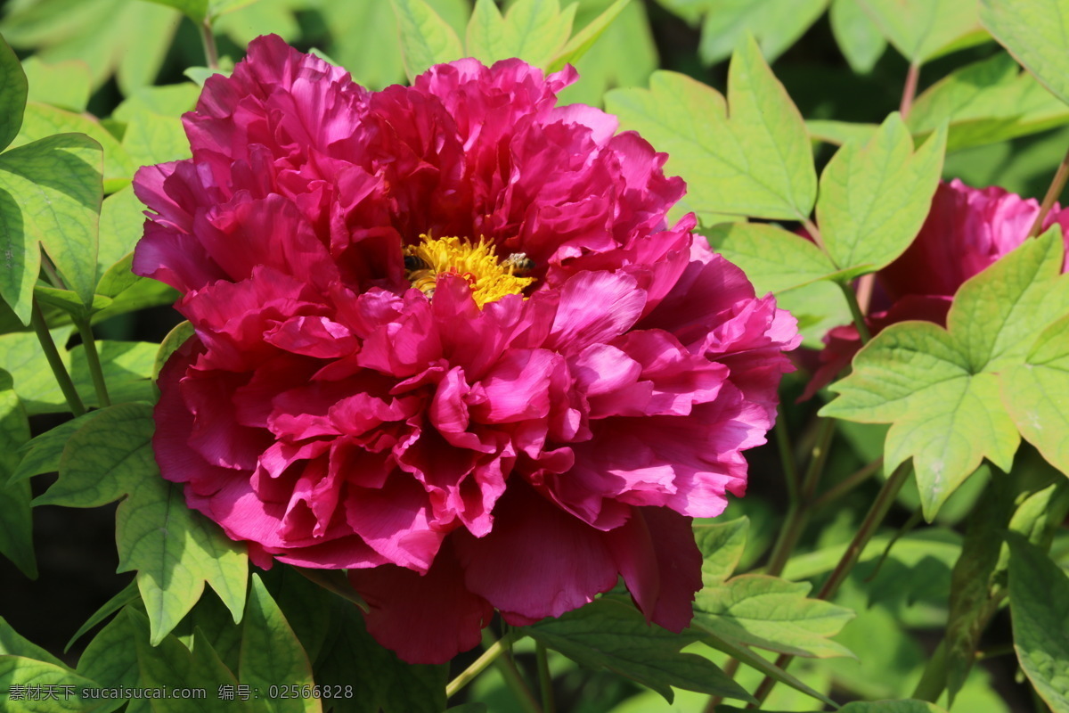 牡丹花 牡丹 观赏花卉 鼠姑 木芍药 百雨金 洛阳花 花朵 花瓣 花蕊 花卉 花儿 花草 植物 园林绿化 绿化景观 芍药牡丹 生物世界