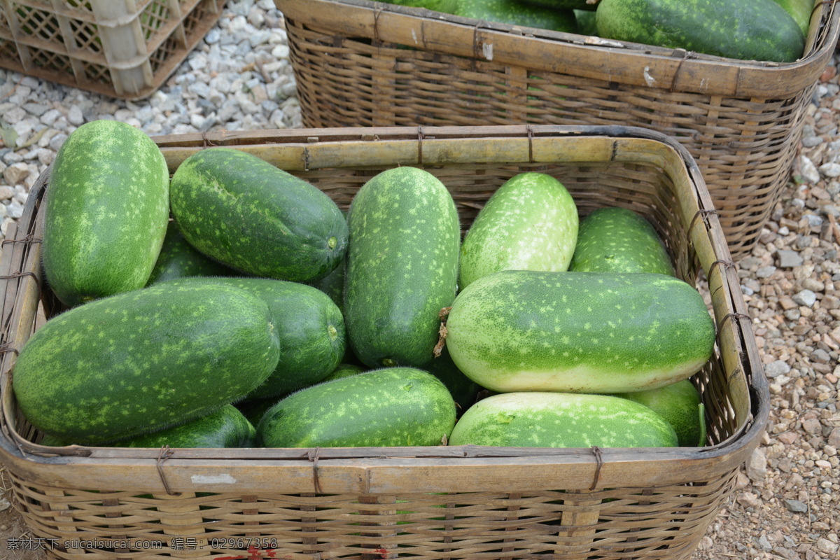 冬瓜 新鲜 蔬菜 营养 镜头中的世界 生物世界