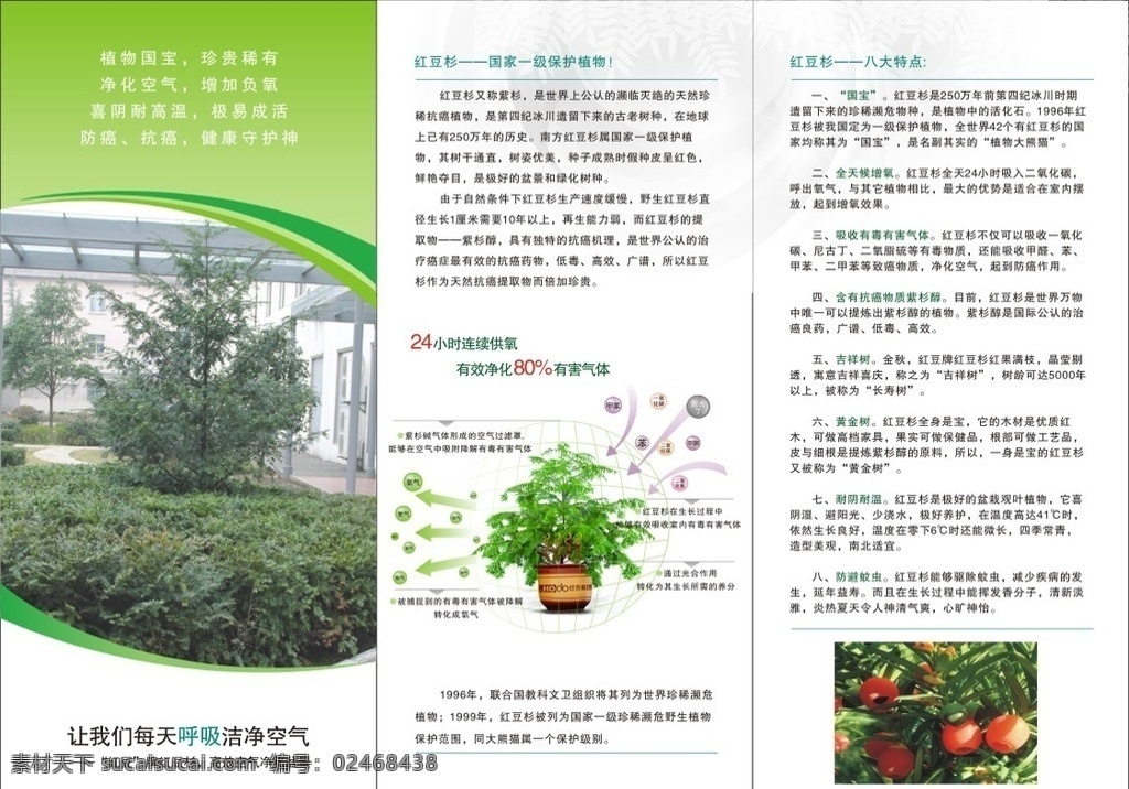 红豆杉三折页 绿色背景 红豆杉 红豆杉盆景 植物 dm宣传单
