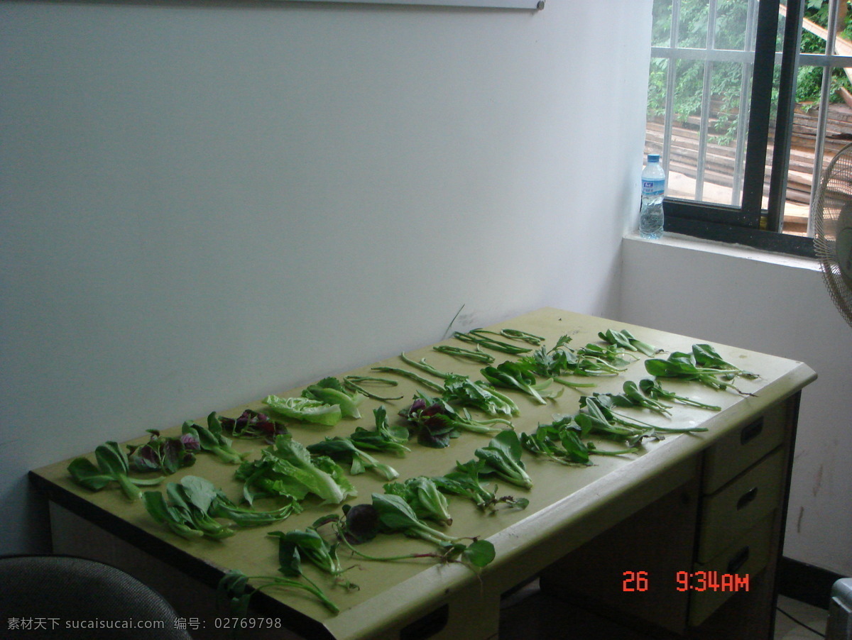 检测 绿色食品 绿色蔬菜 生活百科 生活素材 食品 蔬菜 蔬菜检测采样 蔬菜检测 检测取样 检测采样 采样 风景 生活 旅游餐饮