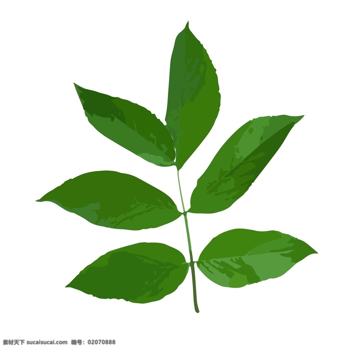 手绘 矢量 植物 绿叶 商用 元素 叶子 树叶
