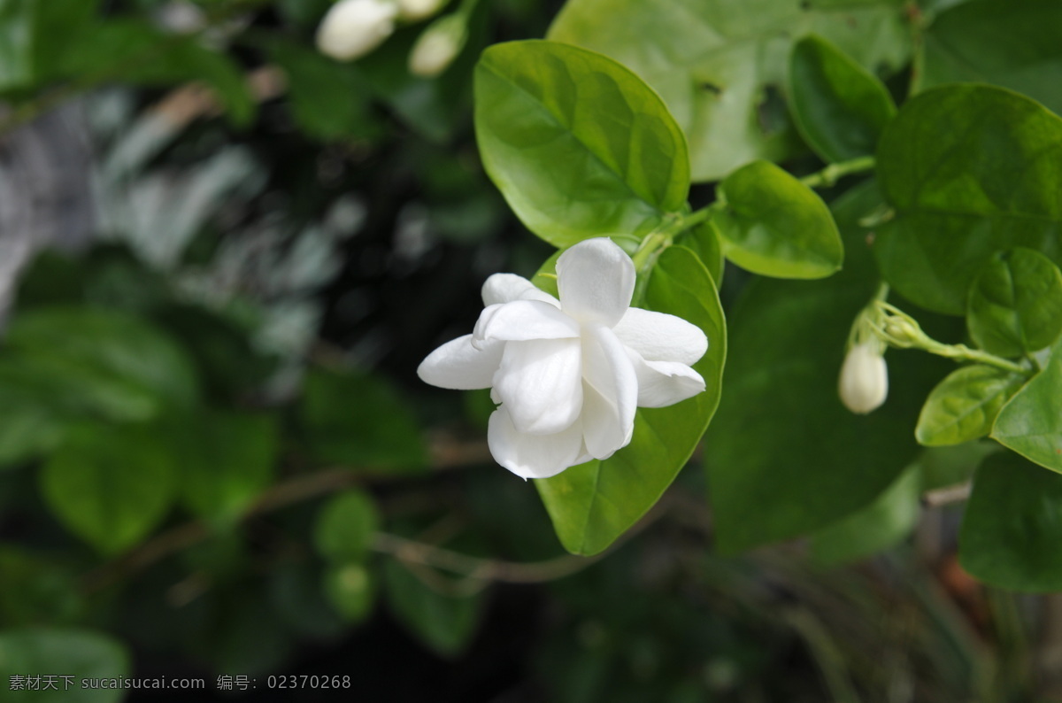 茉莉花 高清图 洁白 被子植物 清纯 中国名歌 花草 生物世界