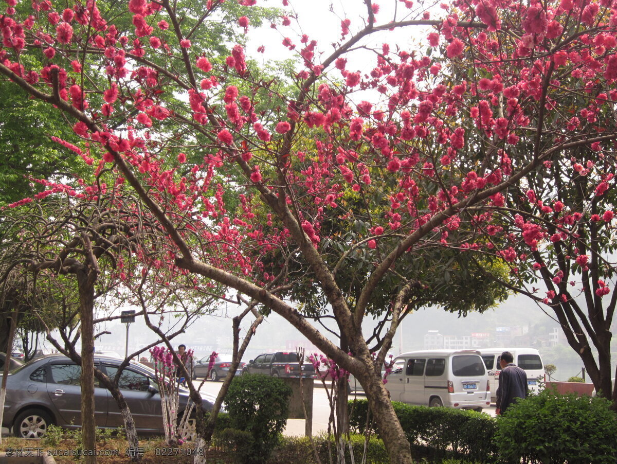 春季 艳丽 红花 红色 花草 花朵 生物世界 娇艳 psd源文件