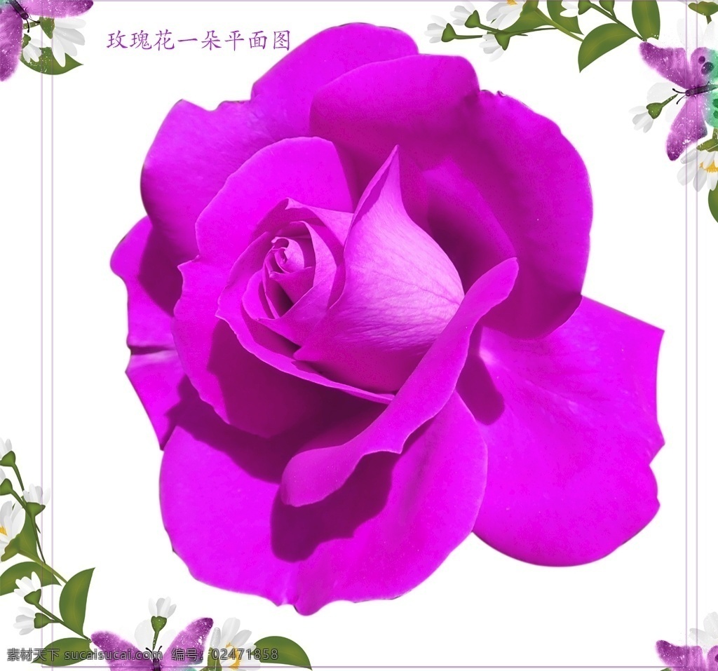 朵 紫 玫瑰 花朵 玫瑰花 紫玫瑰 红玫瑰 单个玫瑰 玫瑰单个 紫色玫瑰 玫瑰一朵 一朵玫瑰 玫瑰花素材 彩色玫瑰花 红花 花瓣 花 彩色玫瑰 唯美花朵 唯美图片 广告设计素材 psd源文件