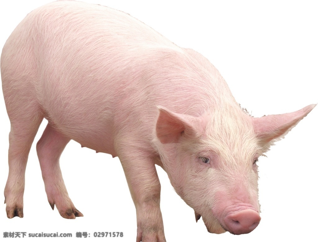 猪头像 手绘猪 猪素材 猪动物 真实动物 猪仔 猪八戒 母猪 公猪 设计元素 宠物猪