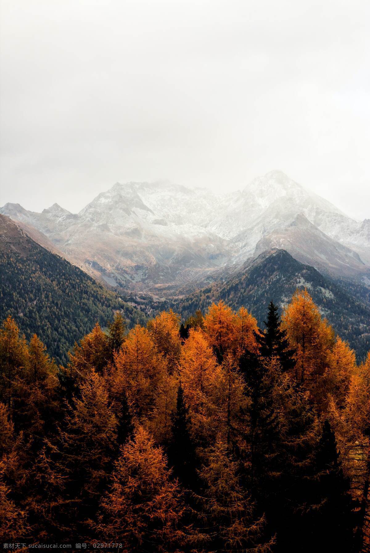 秋天风景图片 山峰 森林 迷雾 雪山 自然景观 橙色 天空 树木 秋天 秋季 高清摄影图 自然风景