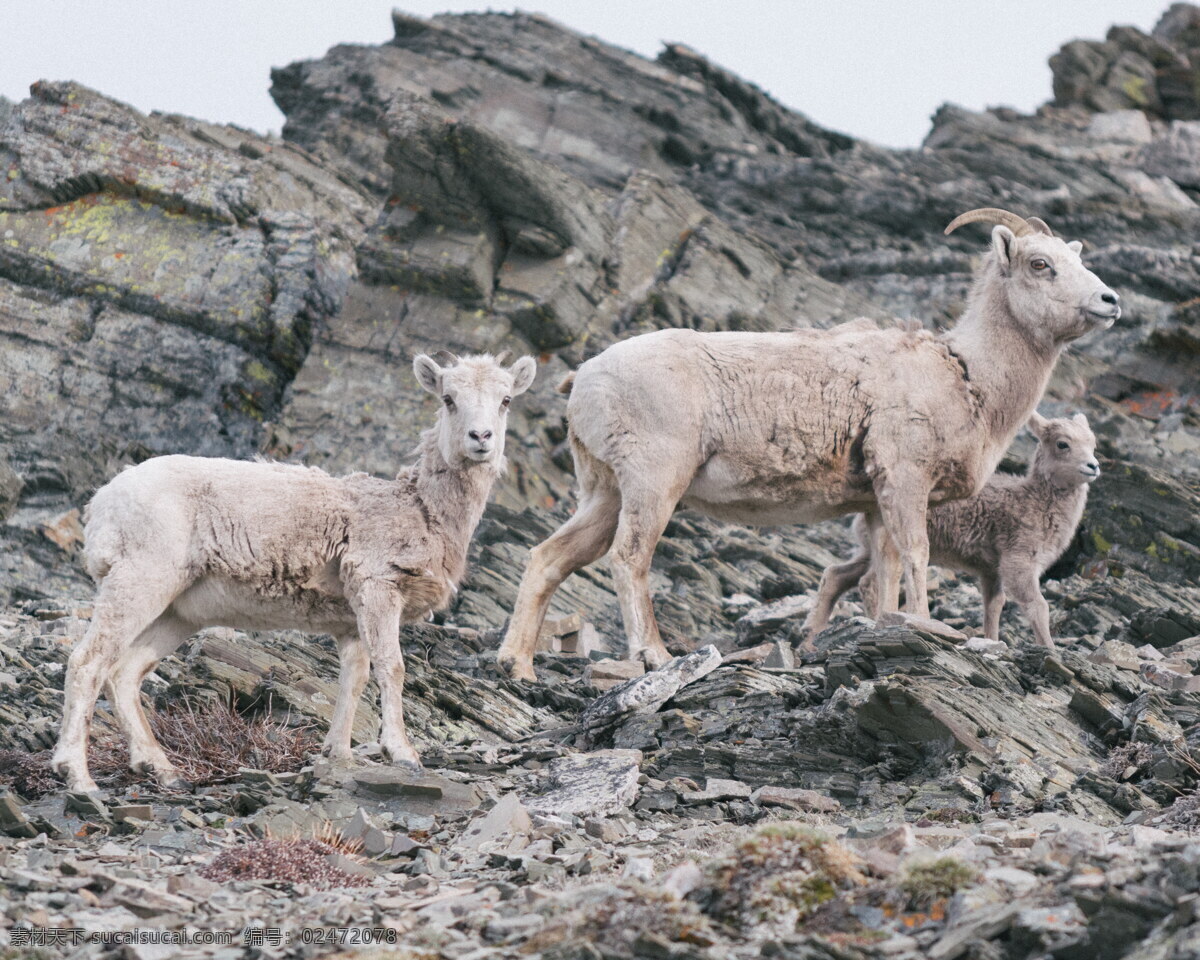 山上 山羊 高清 绵羊 羊羔 羊儿 羊角 羊毛