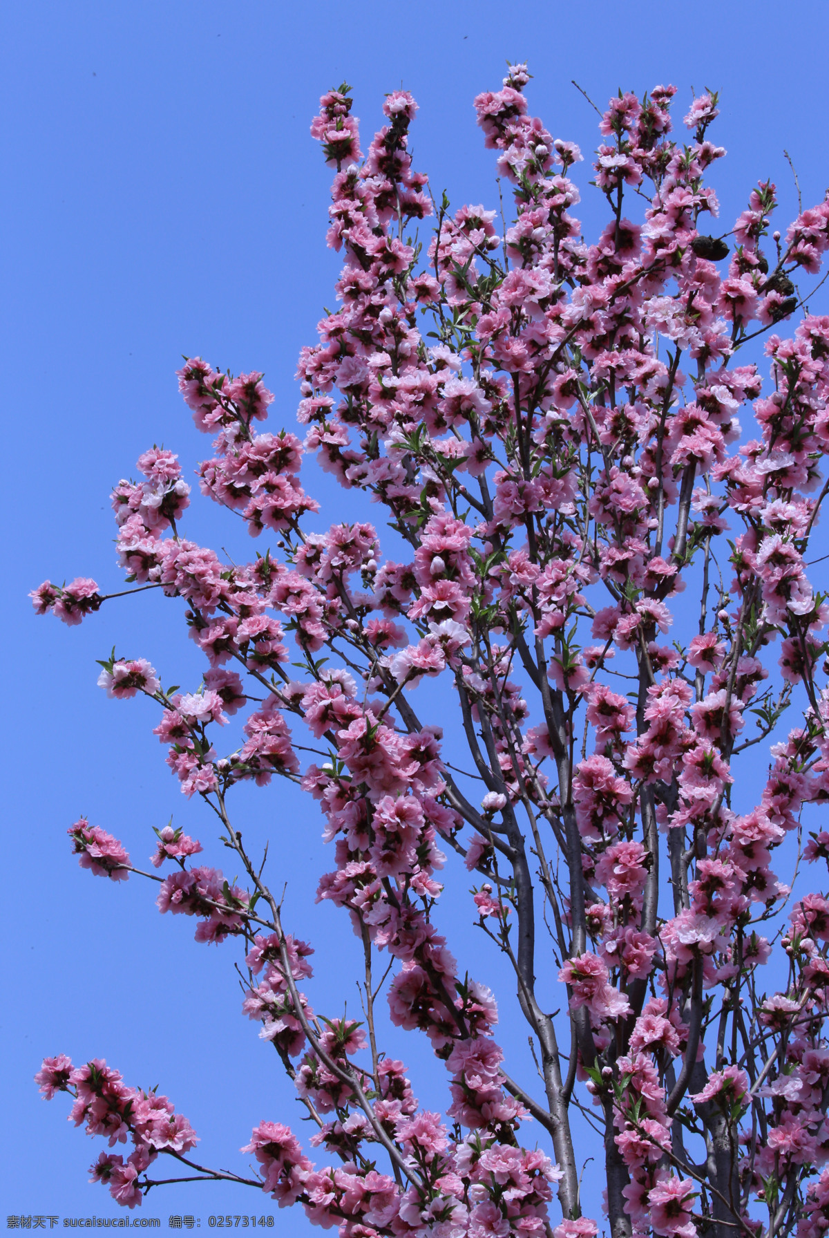 龙柱碧桃 碧桃花儿 园林美景 红粉碧桃 红粉桃花 观赏桃花 重瓣桃花 花朵 花蕊 花瓣 枝叶 春天 花卉 山桃碧桃 生物世界 花草