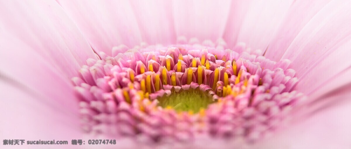 非洲菊 花 粉红色 粉红色的花 开花